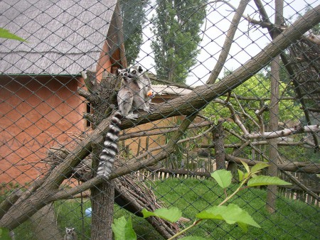 zoopark-zajezd-mala-rodinna-zoo-lemur-catta
